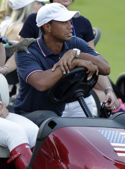 A squirrel sits on the shoulder of Tiger Woods as he watches the last four-ball match of the day at the Presidents Cup. (Associated Press)