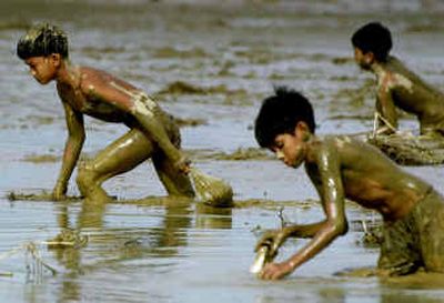 
Mud-covered Filipino children wade through flooded rice fields on Saturday as they search for snails to eat at the typhoon-ravaged town of Gabaldon in Nueva Ecija province, northern Philippines.
 (Associated Press / The Spokesman-Review)