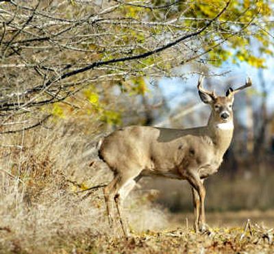 
Since most hunters are in their stands the first two hours of daylight and the last two hours of daylight, mature bucks often move at midday.Associated Press
 (Associated Press / The Spokesman-Review)