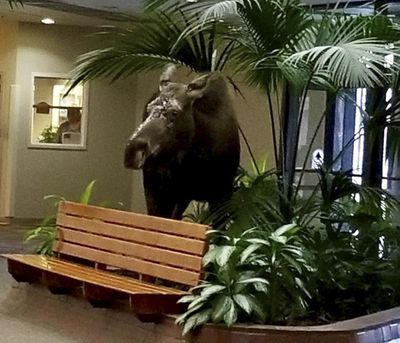 This Jan. 7, 2019, photo provided by Anchorage Regional Hospital shows a moose that had wandered into its therapy facility in Anchorage, Alaska, through doors that were stuck open because of extreme cold temperatures. The moose chomped on some plants in the lobby and stuck around for about 10 minutes before leaving the building. (Associated Press)