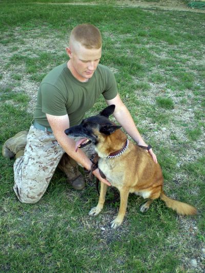 Cora, working with Marine Cpl. Drew Daniel Adams on Aug. 3 at Lackland Air Force Base, Texas, was put out of action by what military dog handlers say is canine post-traumatic stress disorder.