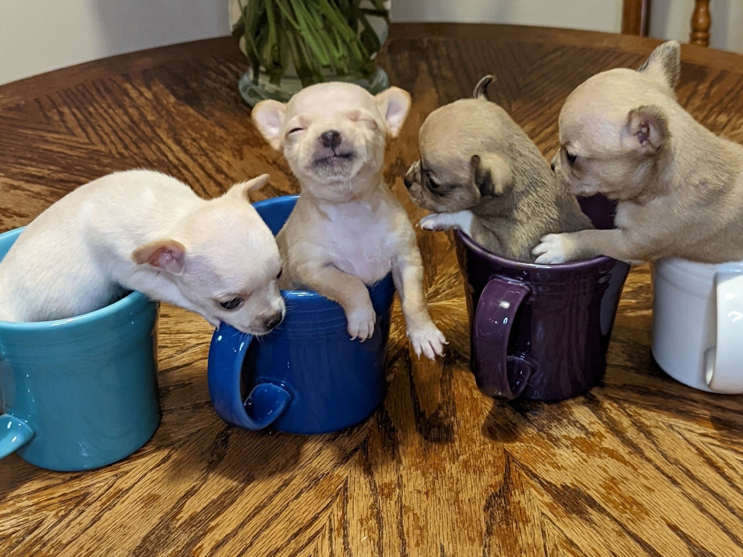How 80 Dogs Were Saved We Ve Done A Lot Of Rescues But Never One Like This The Spokesman Review