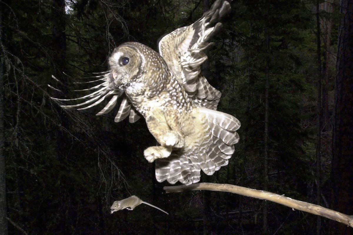FILE - In this May 8, 2003, file photo, a Northern Spotted Owl flies after an elusive mouse jumping off the end of a stick in the Deschutes National Forest near Camp Sherman, Ore. The Trump administration has slashed more than 3 million acres of protected habitat for the northern spotted owl in Oregon, Washington and northern California, much of it in prime timber locations in Oregon