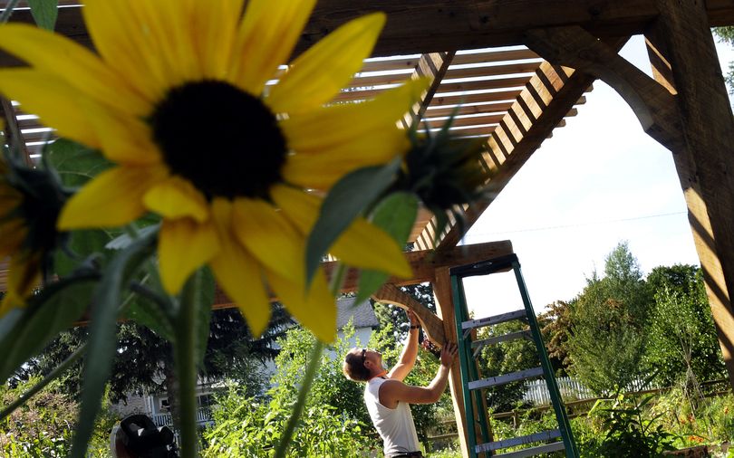 Catlin Torline of Coeur d'Alene worked on the arbor of the garden shed for Shared Harvest community garden in Coeur d'Alene on Wednesday, August 27, 2009. Their first ever fund raiser is on Saturday, August 29.KATHY PLONKA kathypl@spokesman.com (Kathy Plonka / The Spokesman-Review)