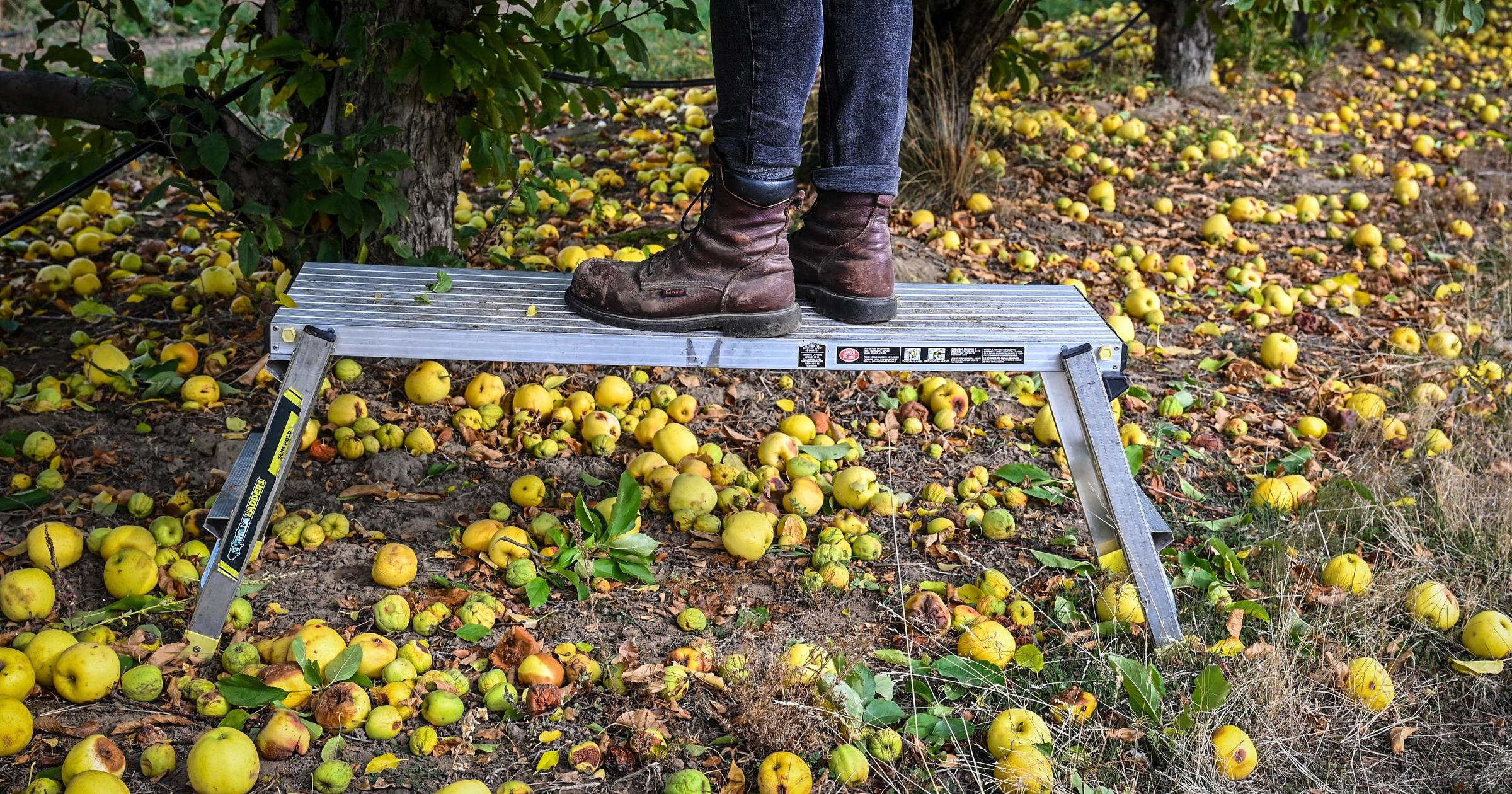 Green Bluff Glean - Oct. 26, 2026 | The Spokesman-Review