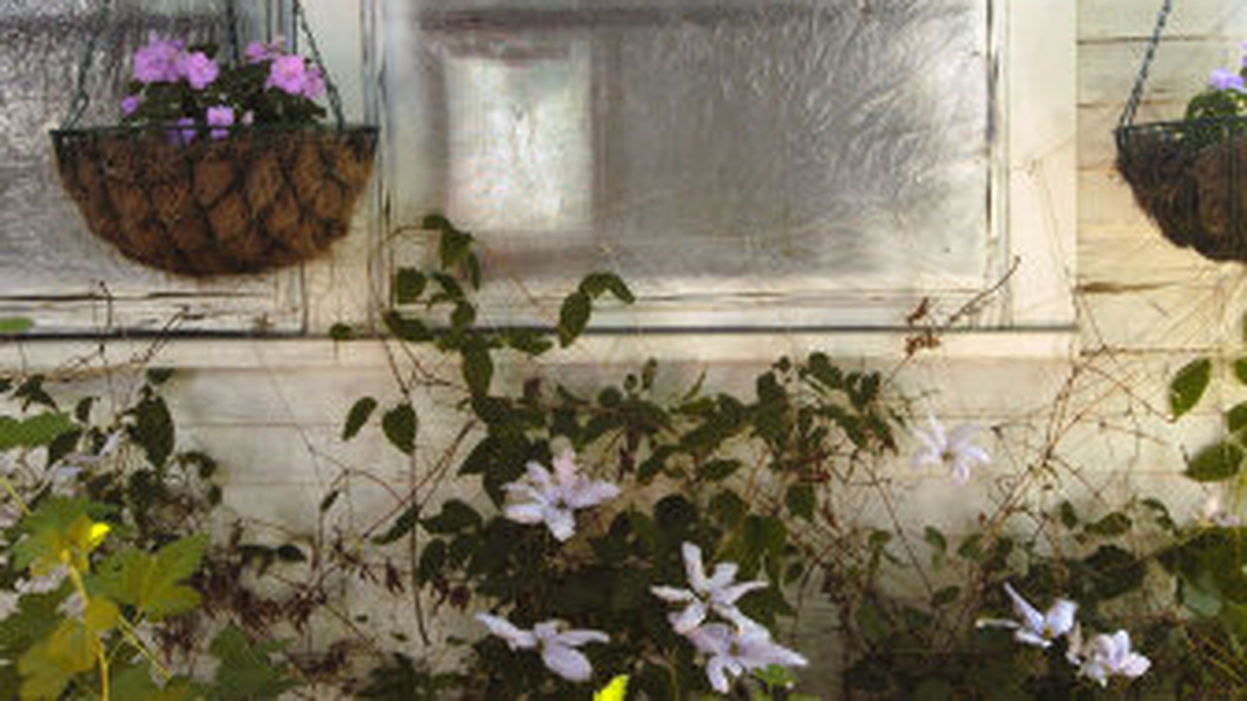 Climbing Clematis The Spokesman Review