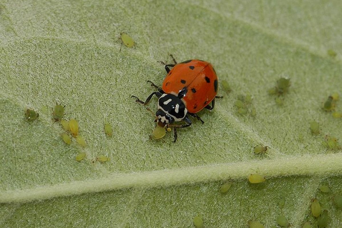 Convergent lady beetle feasting on apple aphids.  (WSU Tree Fruit Research Extension Center)