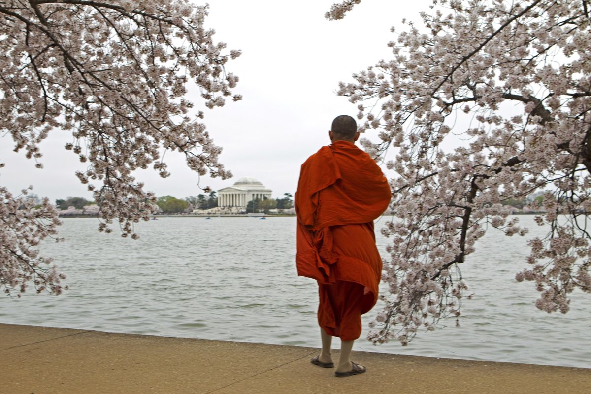 In this March 27, 2016, file photo, a visitor take pictures of cherry blossom trees in full bloom on the tidal basin in Washington, D.C. (Jose Luis Magana / Associated Press)