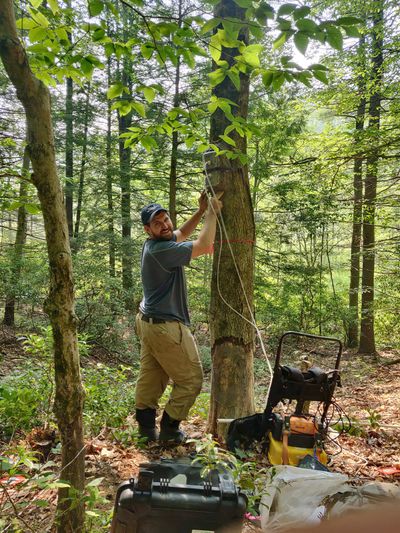 Jonathan Gewirtzman, an ecologist at Yale University, attaches a chamber of a portable gas analyzer to a tree to measure greenhouse gas emissions in July 2021 in the Yale-Myers Forest.  (JUDITH ROSENTRETER/ via New York Times)