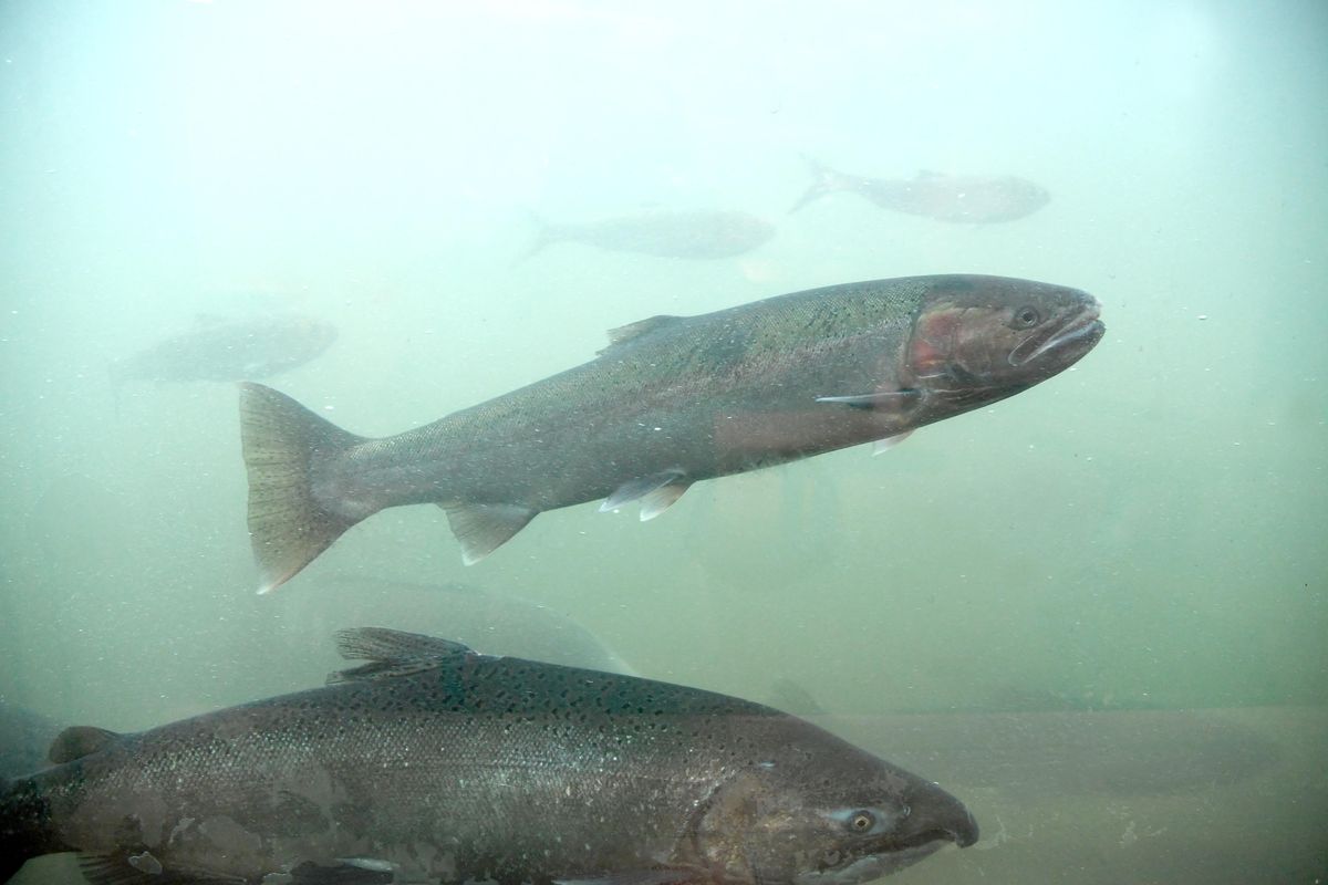 A chinook salmon, below, and a steelhead, above, move through the fish ladder, visible through the visitor center viewing window, at the Lower Granite Dam Wednesday, Oct. 19, 2016. A bill that passed the House Wednesday would block spillage from four lower Snake River dams, (Jesse Tinsley / The Spokesman-Review)