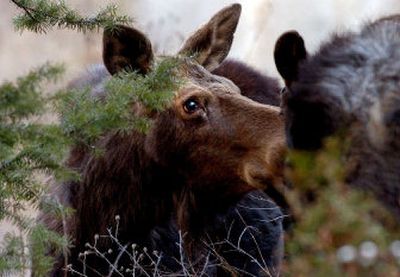 
This pair of moose  roamed around Hauser Lake on Sunday. Agencies are getting more complaints about wildlife munching on local gardens.
 (Kathy Plonka / The Spokesman-Review)