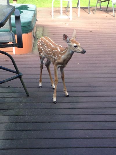 Uninvited guest.