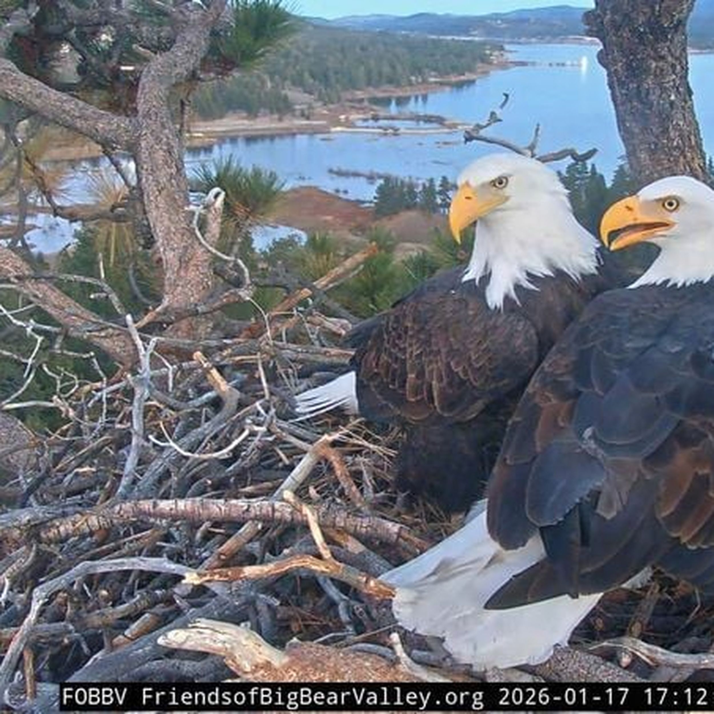 Jackie and Shadow together above Big Bear Lake during the 2026 nesting season