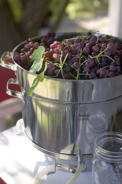 You can juice just about any kind of produce, but the fruits that work best are those that we typically associate with bottled juices. (MaryJane Butters / United Feature Syndicate, Inc. )