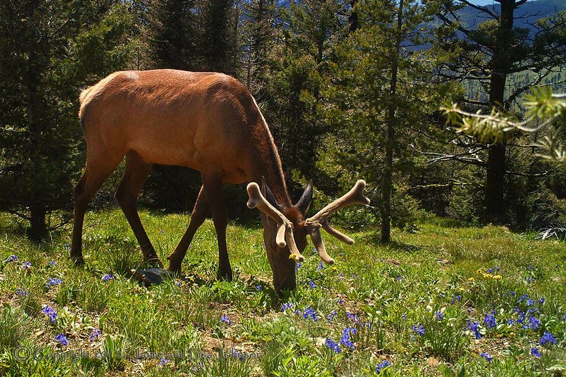 Bull elk in velvet in mid June. (Jaime Johnson)