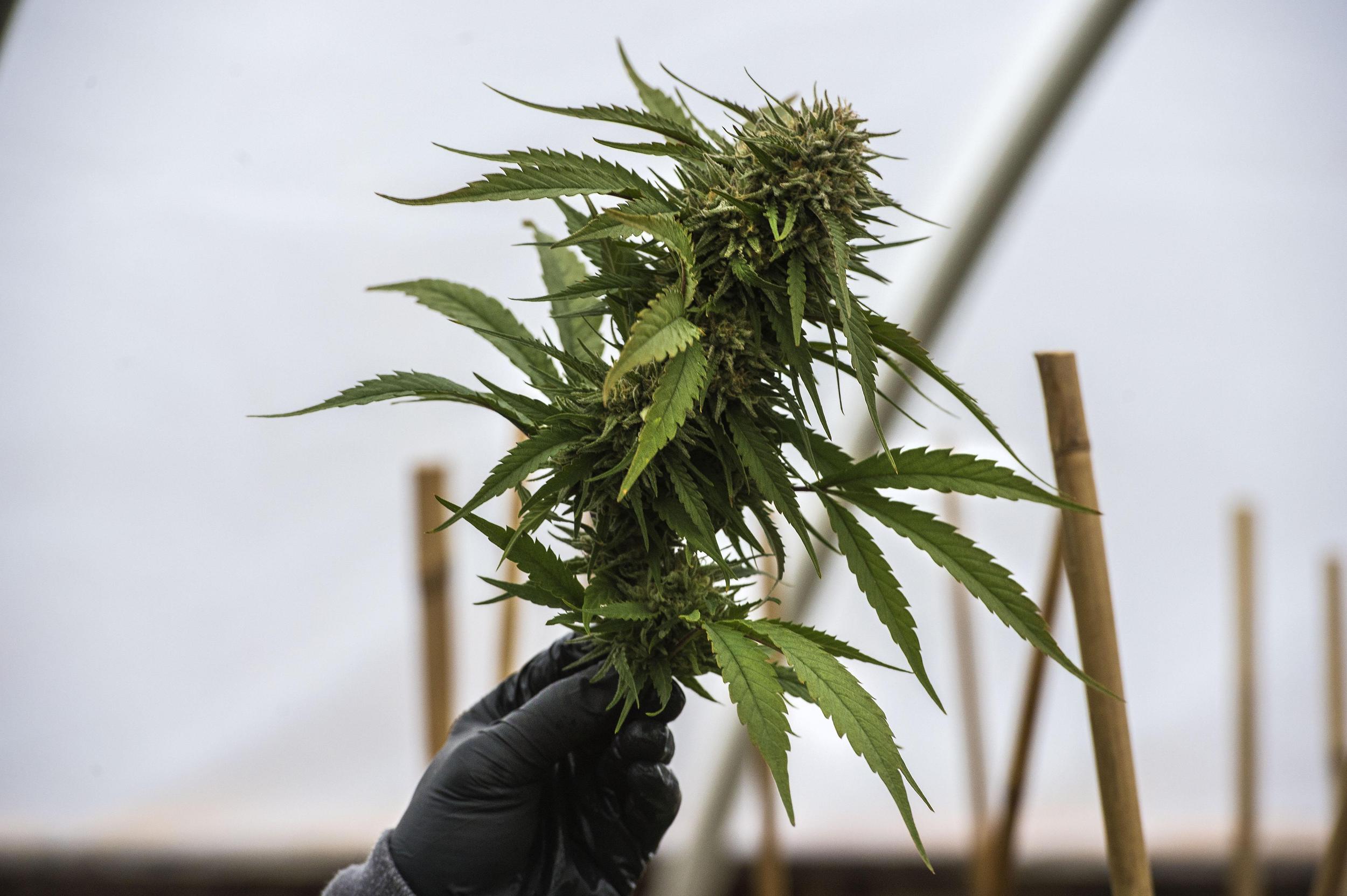 Spokane County marijuana sales up slightly in February