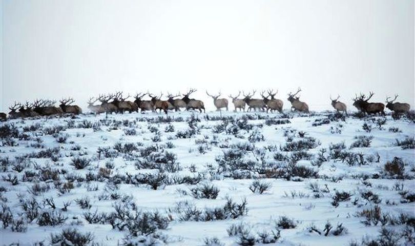 A herd of more than 60 elk, mostly mature bulls, was photographed in January 2011 in Utah by a Uinta County Sheriff as he waited for the herd to cross the road ahead of him about 12 miles out of Evanston. 
 (Courtesy photo)