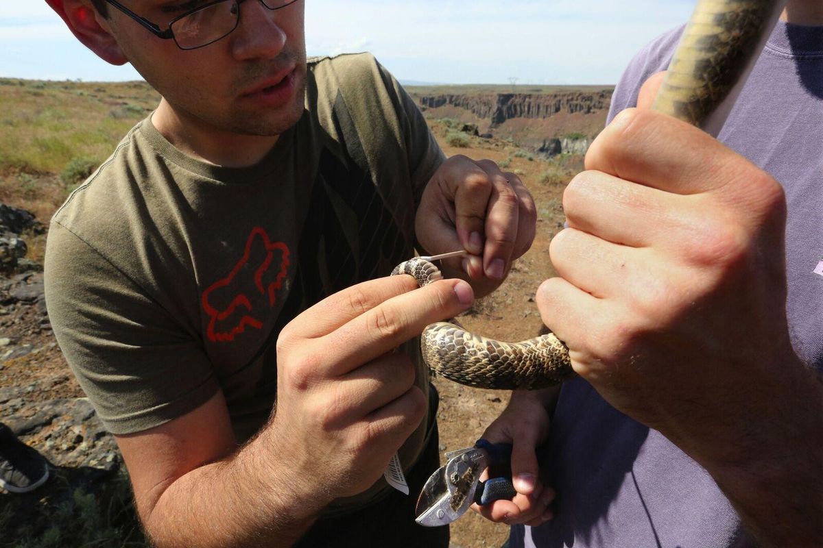 are rattlesnakes afraid of humans