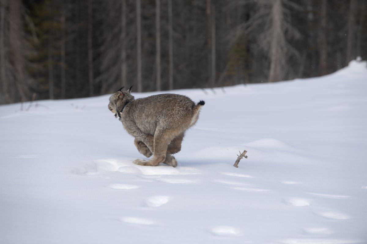 Colville Tribe Working To Reintroduce Lynx In The Kettle Range March 8 2022 The Spokesman 7775