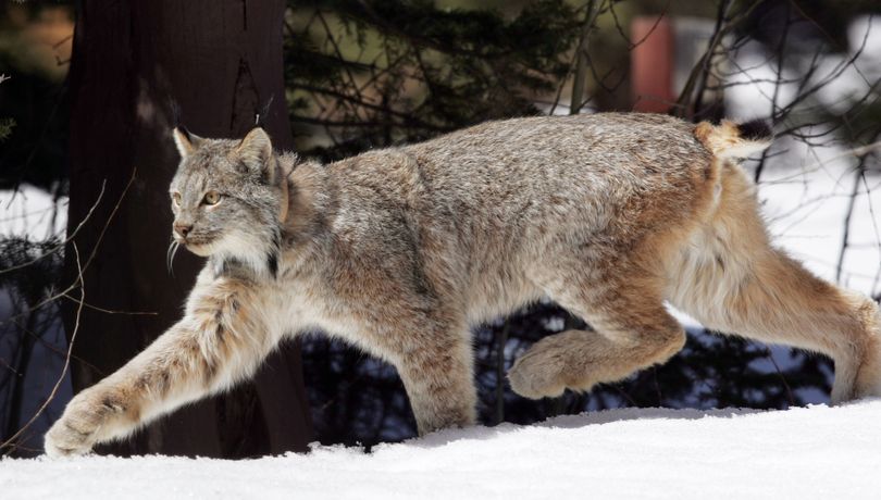 his April 19,2005, file photo shows a Canada lynx in the Rio Grande National Forest after being released near Creede, Colo. The Obama administration announced Tuesday May 10, 2011, that it intends to work through a backlog of more than 250 imperiled animal and plant species, including the Canada lynx, over the next six years to decide if they need protection under the Endangered Species Act. (David Zalubowski / Associated Press)