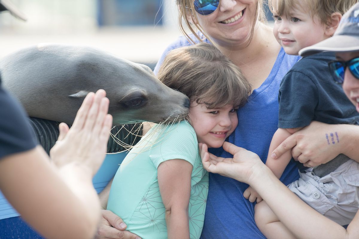 Four-year-old Hadley Berkeihiser isn’t sure she likes being kissed by a sea lion Friday, Sept. 8, 2017 even as the staff at the Sea Lion Encounter at the Spokane Interstate Fair encourage her to look up and smile. The sea lions are trained to slip their heads over the edge of their pool and plant a kiss on the cheek of the closest human. With Hadley are her mother Jacque and little brother Henry. (Jesse Tinsley / The Spokesman-Review)