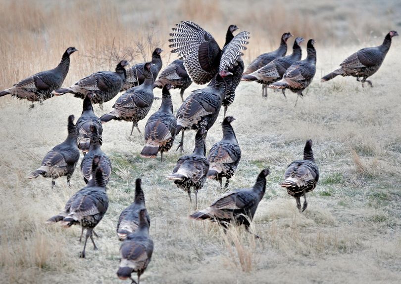Wild turkeys appear to have had a great spring hatch after the tough winter.  (Associated Press / The Spokesman-Review)