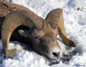 This bighorn ram was killed in a collision with a motor vehicle near the Kettle River in Washinton's Ferry County in November 2011. (Foster Fanning)