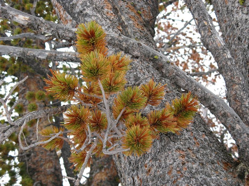 Dying whitebark pine needles are seen near Daisy Pass, Mont. U.S. Fish and Wildlife officials said Monday that the trees could be extinct within 120 years.