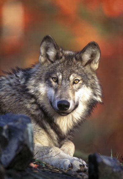 Gray wolves have established at least five breeding packs in Washington since 2008. (Associated Press)
