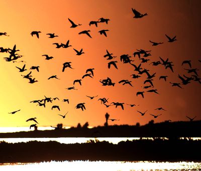 Millions of waterfowl will find critical Gulf Coast wintering areas polluted with oil. (Associated Press)