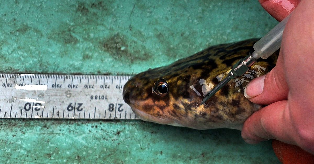 A burbot caught on the Kootenai River near Bonners Ferry is tagged by Corie Laude of Idaho Department of Fish and Game on Thursday,  Jan. 20, 2011. (Kathy Plonka / The Spokesman Review)
