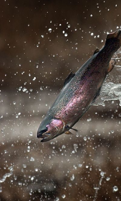 Hatchery-raised rainbow trout could take a hit if the Fish and Wildlife department closes hatcheries because of budget woes. (File)