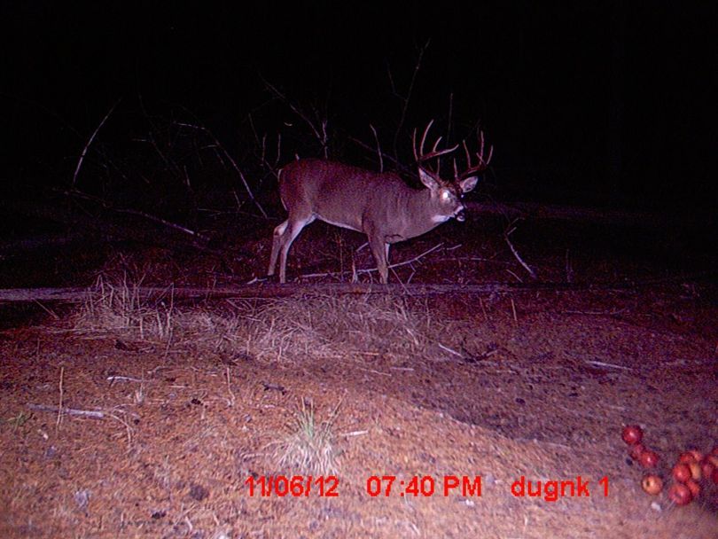 Nate Krohn photographed this bruiser with his trail cam at a baited plot on Nov. 6. The late whitetail buck huntingseason opens in mid November in portions of northeastern Washington to coincide with the front end of the whitetail mating season, otherwise known as the rut. (Nate Krohn)