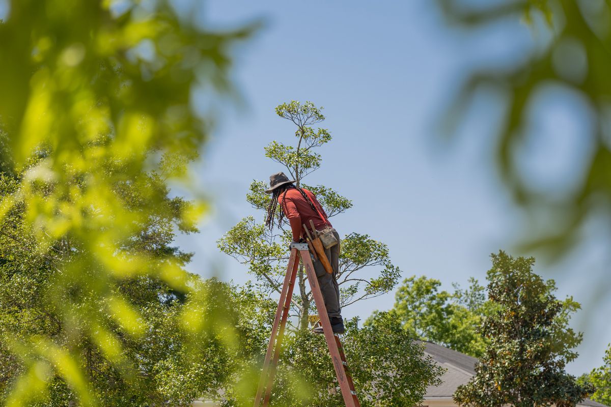 Topiary artist Michael Gibson at work in Edisto Discovery Park, where he is in the first phase of building out a therapeutic sensory garden, in Columbia, S.C., April 14, 2025. For Gibson, topiary art isn’t just clipping branches. It’s a life lesson in patience and focus. (New York Times)