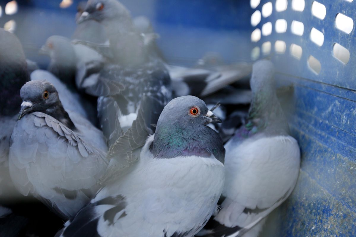Pigeons sit in a cat kennel near Bryan Cleveland