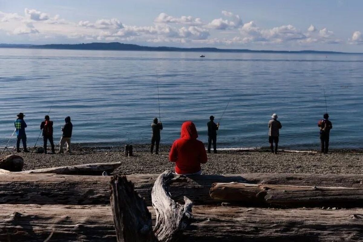 Crowds fish for pink salmon at Seattle’s Lincoln Park earlier this month.  (Erika Schultz/The Seattle Times)