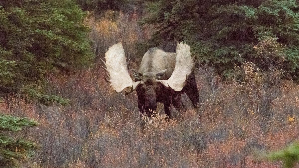 Two people hospitalized after their car hit a moose | The Spokesman-Review