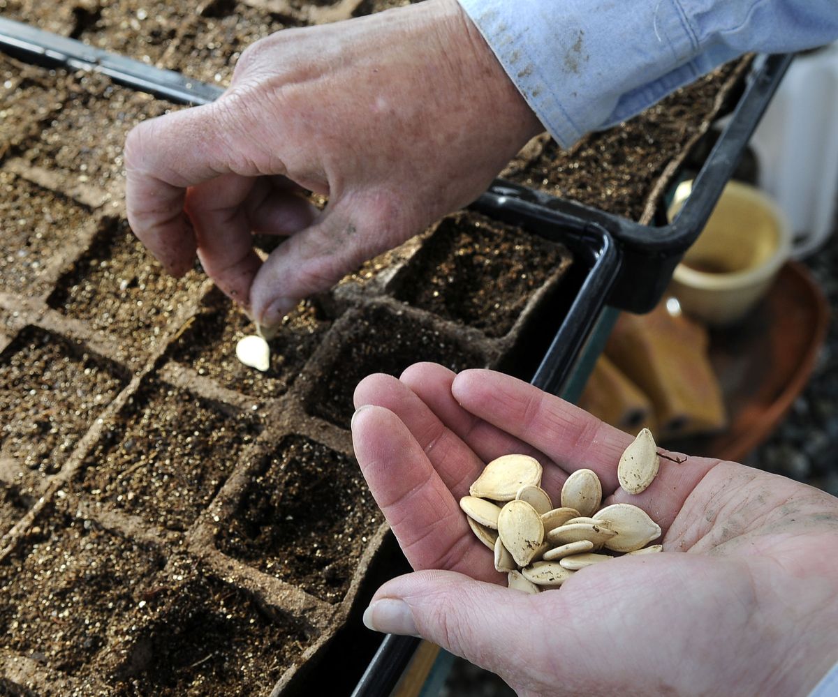 Varela plants pumpkins seeds Saturday in her greenhouse. (Dan Pelle / The Spokesman-Review)