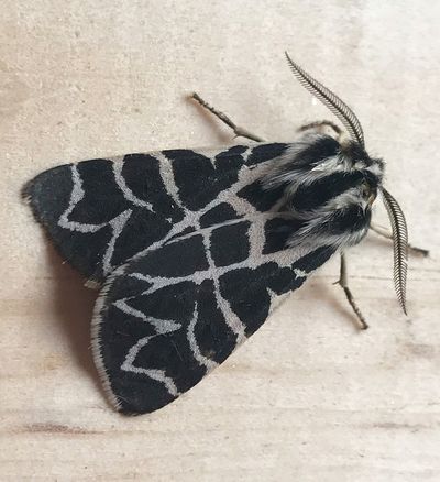 This tiger moth (Apantesis nevadensis) is just one example of the many distinctive species of moths that Susan Mulvihill has found in her backyard.  (Susan Mulvihill/For The Spokesman-Review)