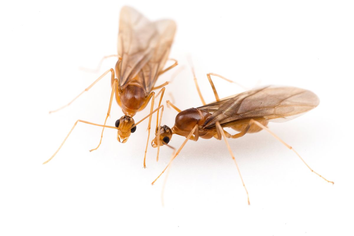 Two male yellow crazy ants. MUST CREDIT: Hugo Darras  (Hugo Darras/Handout)
