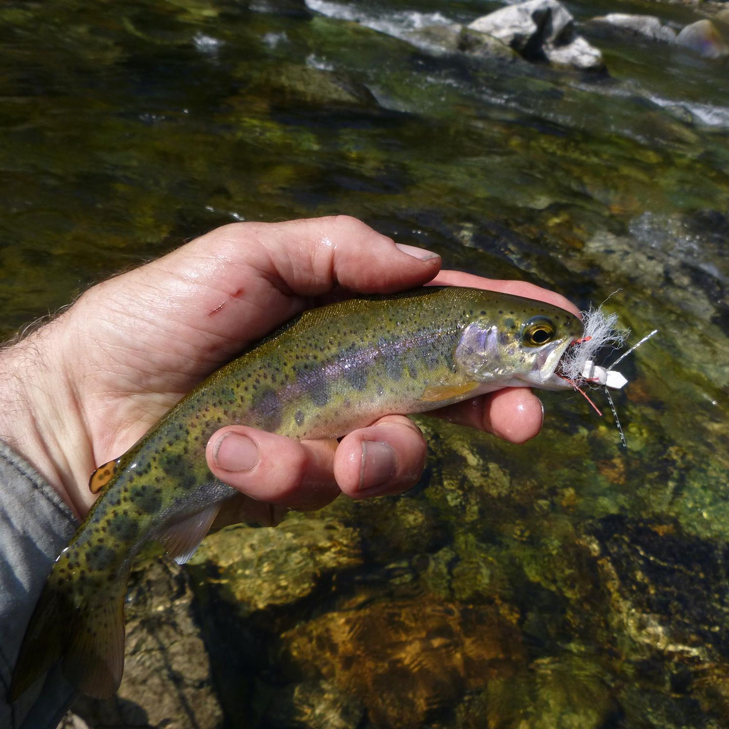 Small rainbows remain mystery to anglers, biologists
