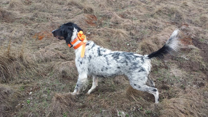 Rich Landers' English setter, Scout, stays sharp on birds during a rainy March 5 workout. (Rich Landers)
