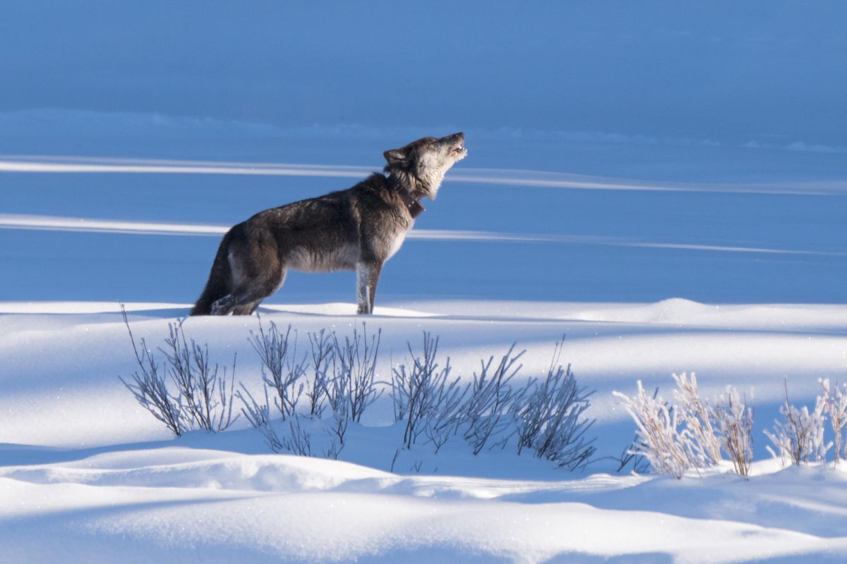 Wolf 926F, also known as Spitfire, howls in the Lamar Valley on Jan. 1, 2018. (Craig Goodwin / Courtesy)