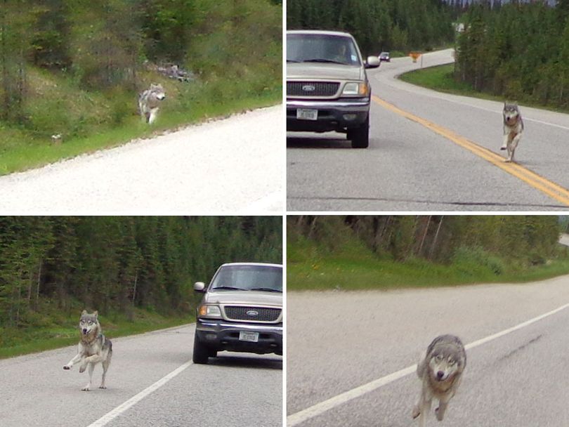 A gray wolf came out of the woods along British Columbia Highway 92 in June 2013 and ran after a motorcyclist, who shot these images as he drove. (Tim Bartlett)
