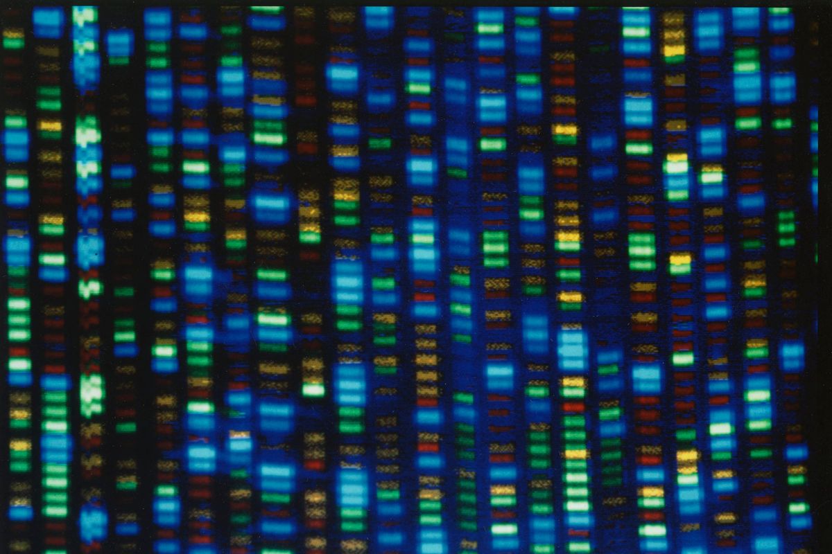 This undated image made available by the National Human Genome Research Institute shows the output from a DNA sequencer. In research published in the journal Science on Thursday, March 31, 2022, scientists announced they have finally assembled the full genetic blueprint for human life, adding the missing pieces to a puzzle nearly completed two decades ago. An international team described the sequencing of a complete human genome, the set of instructions to build a human being.  (HOGP)