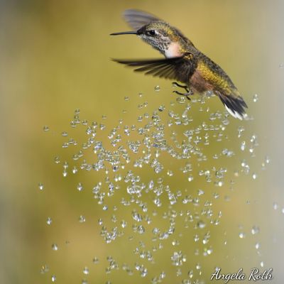 A hummingbird visits Angela Roth’s backyard in Nine Mile Falls earlier this summer. (Angela Roth / COURTESY)