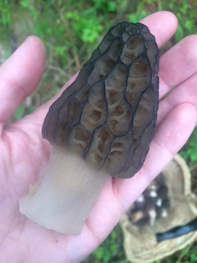 One of the many morels I picked over the weekend. (Taryn Thompson)