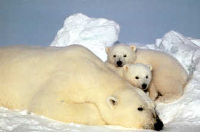 
A polar bear rests with her cubs on the pack ice in the Beaufort Sea in northern Alaska. Associated Press
 (FILE Associated Press / The Spokesman-Review)