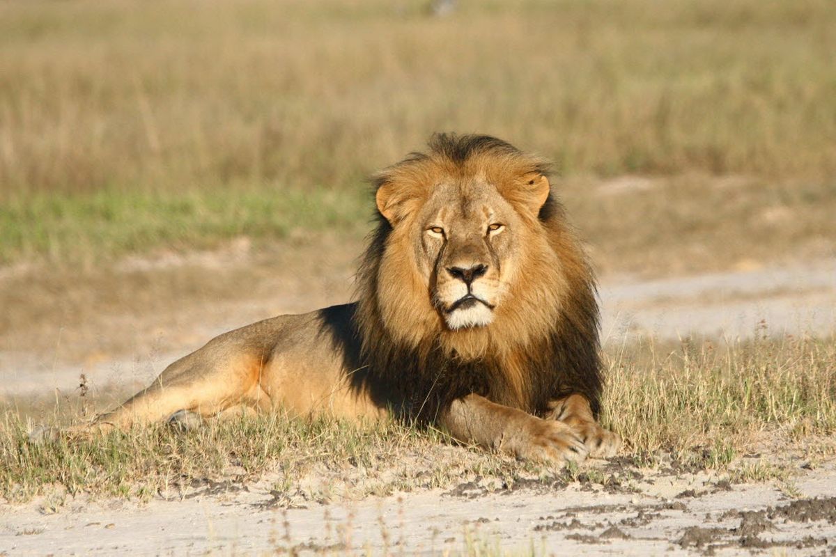 In this undated photo provided by the Wildlife Conservation Research Unit, Cecil the lion rests in Hwange National Park, in Hwange, Zimbabwe. Two Zimbabweans arrested for illegally hunting a lion appeared in court today. The head of Zimbabwe’s safari association said the killing was unethical and that it couldn’t even be classified as a hunt, since the lion killed by an American dentist was lured into the kill zone. (Andy Loveridge / Wildlife Conservation Research Unit via AP)