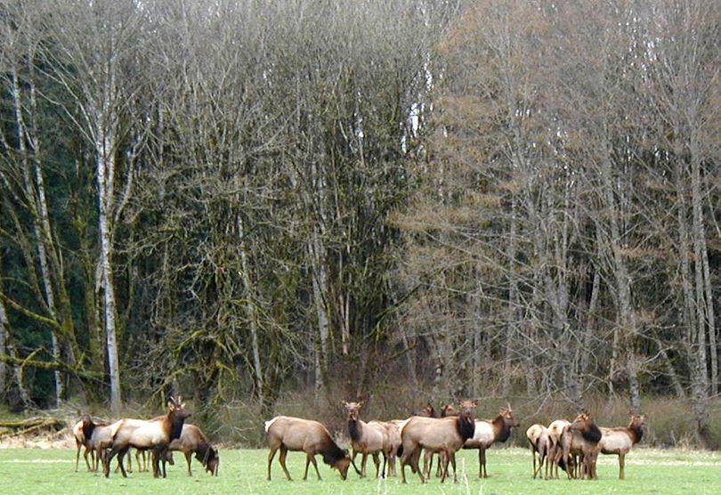 Elk in Skagit Valley, Washington. (Explore Skagit Valley)